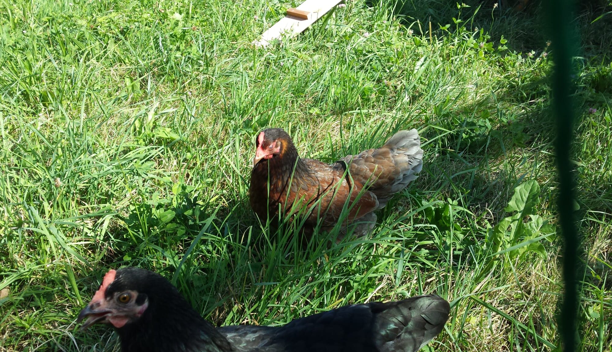 two bantams in the meadow