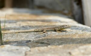 wall lizard on stone wall